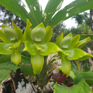 Cycnoches aureum