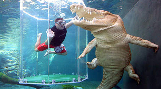 澳洲鱷魚樂園