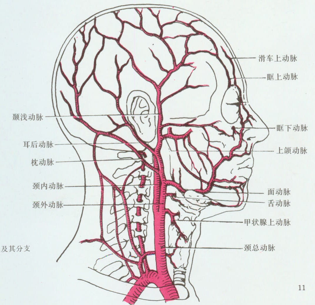 頸外動脈分支