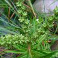 水澤蘭(虎耳草科的植物) 水澤蘭(虎耳草科的植物)