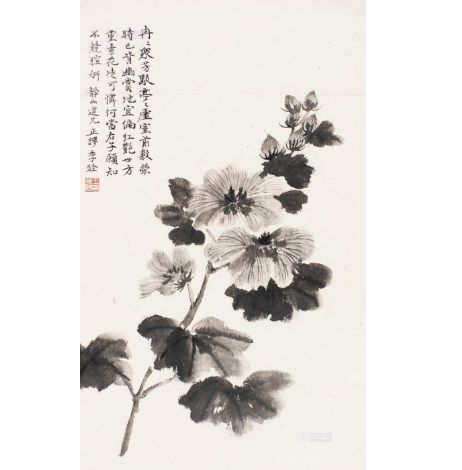 芙蓉花卉 芙蓉花卉