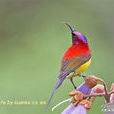 太陽鳥(鳥綱動物)