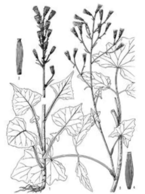西藏毛鱗菊 西藏毛鱗菊