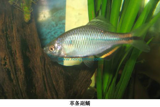 革條副鱊 革條副鱊