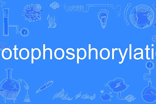 photophosphorylation photophosphorylation