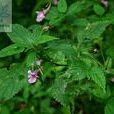 串鈴(植物) 串鈴(植物)