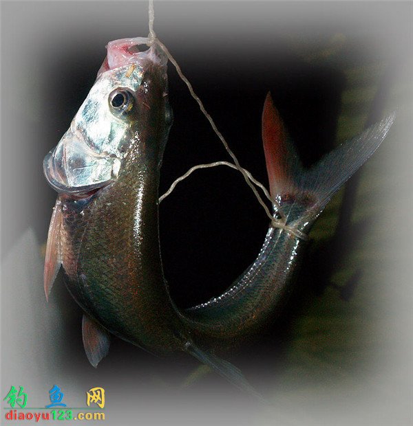 弓魚