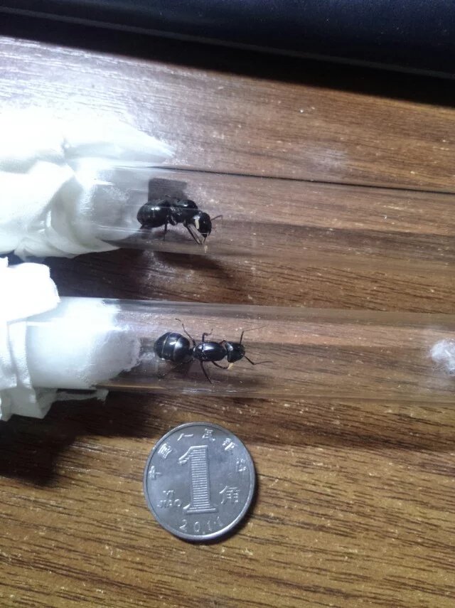 大頭弓背蟻（Camponotus largiceps）的蟻后