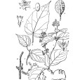 大果微花藤 大果微花藤