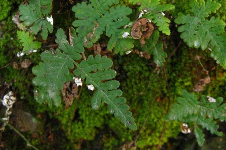 粉背蕨屬 粉背蕨屬