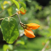 棱瓶花 棱瓶花