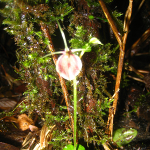 Stigmatodactylus dalagangpalawanicum