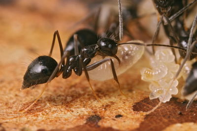 前結蟻工蟻叼著幼蟲