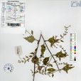 裂葉黃芩 裂葉黃芩