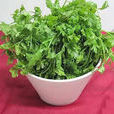 毛羅勒(植物) 毛羅勒(植物)