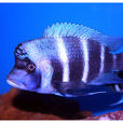六間魚 六間魚