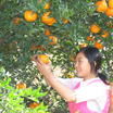 莊埠鄉 莊埠鄉