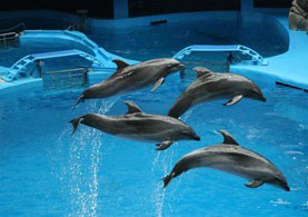 青島極地海洋世界海豚