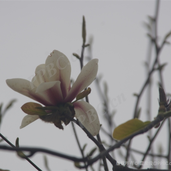 華中木蘭
