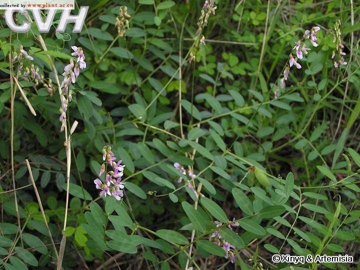 確山野豌豆(蘆豆苗) 確山野豌豆(蘆豆苗)