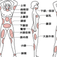 人體脂肪 人體脂肪