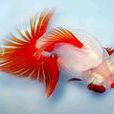 十二紅(魚類) 十二紅(魚類)