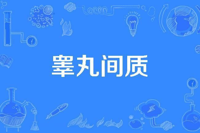 睪丸間質 睪丸間質