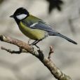 大山雀(牛眼鳥) 大山雀(牛眼鳥)
