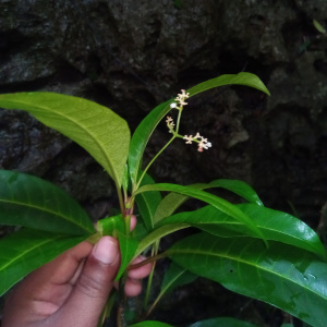 Psychotria polygrammata