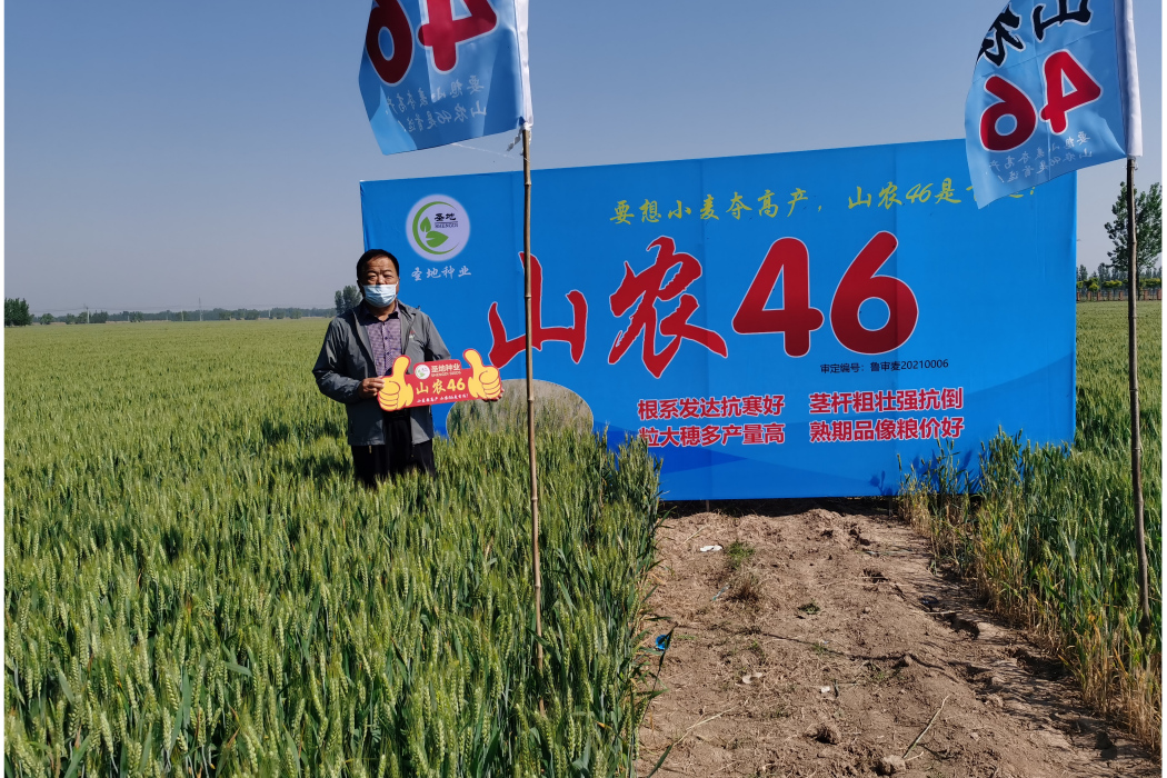 山農46(原試驗名稱山農HH126,常規品種,系菏9946與(師欒02-1/Nidri)雜交後選育而成) 山農46(原試驗名稱山農HH126,常規品種,系菏9946與(師欒02-1/Nidri)雜交後選育而成)