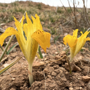 Iris danfordiae