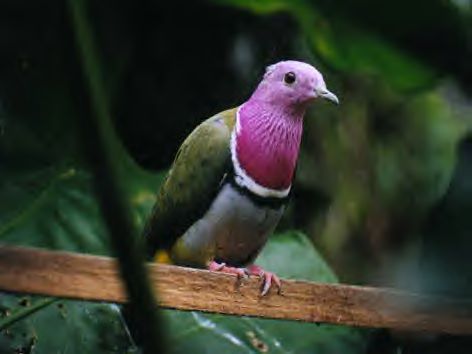 粉紅頸果鳩