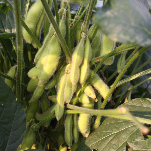 大豆(Glycine max)