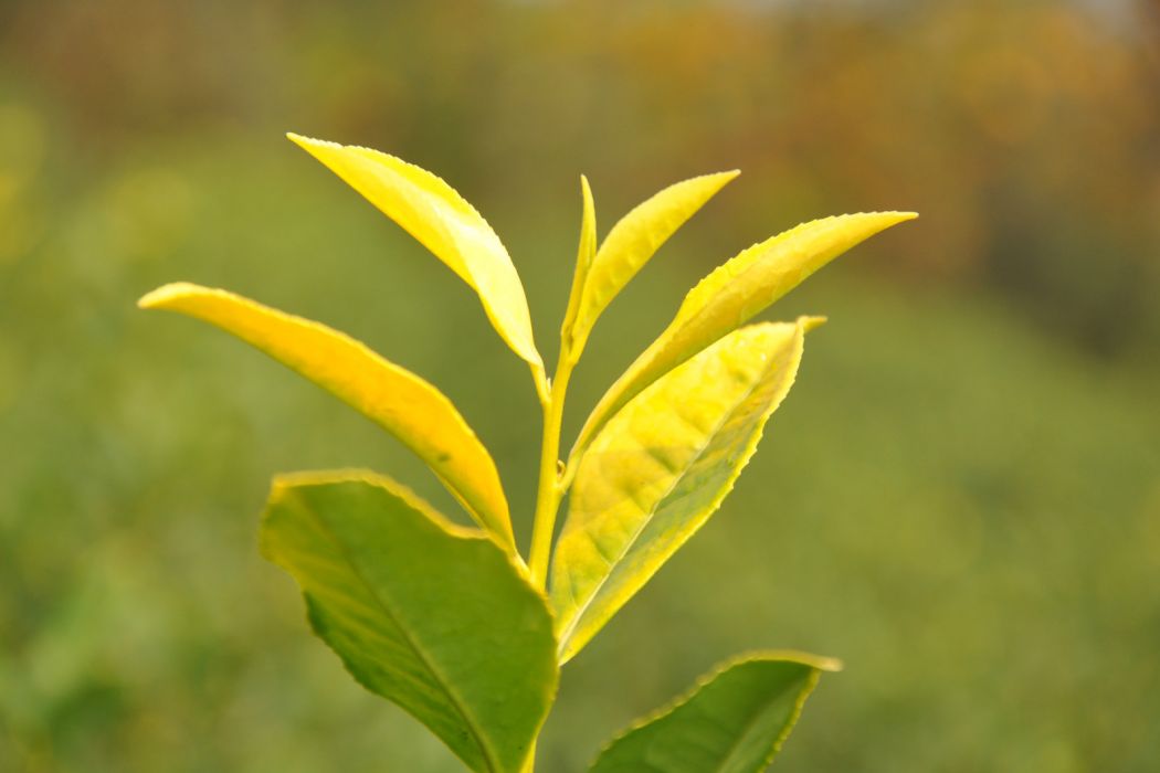 黃魁茶 黃魁茶