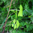 四川毛鱗菊 四川毛鱗菊