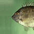 蠕紋籃子魚(蠕紋藍子魚) 蠕紋籃子魚(蠕紋藍子魚)