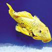 黃金魚(動物物種)