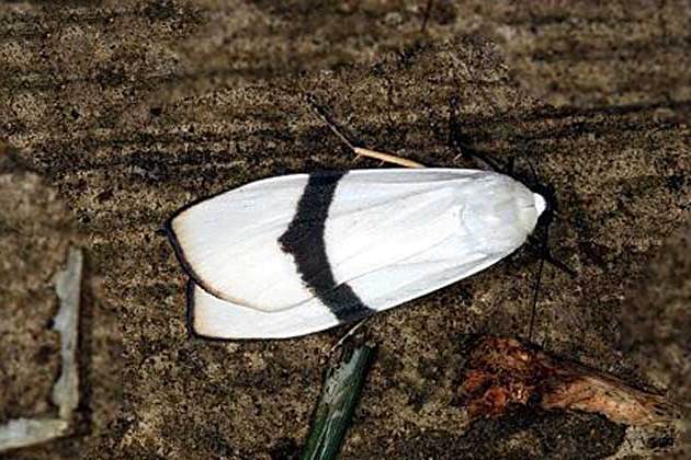 扎苔蛾屬