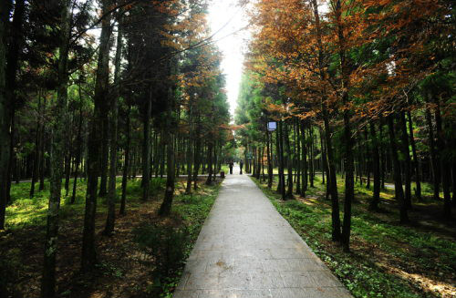 重慶黃水國家森林公園