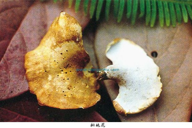 擬地花 擬地花