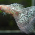 鶴嘴魚 鶴嘴魚