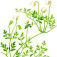 驢斷腸(驢斷腸) 驢斷腸(驢斷腸)