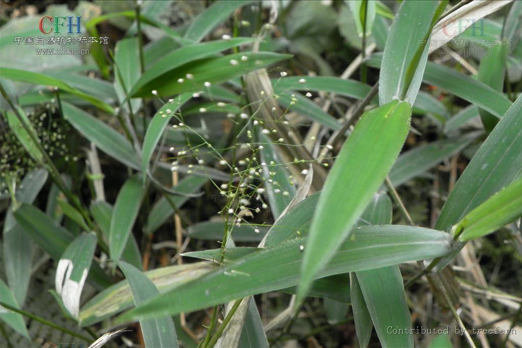 Isachne albens Isachne albens