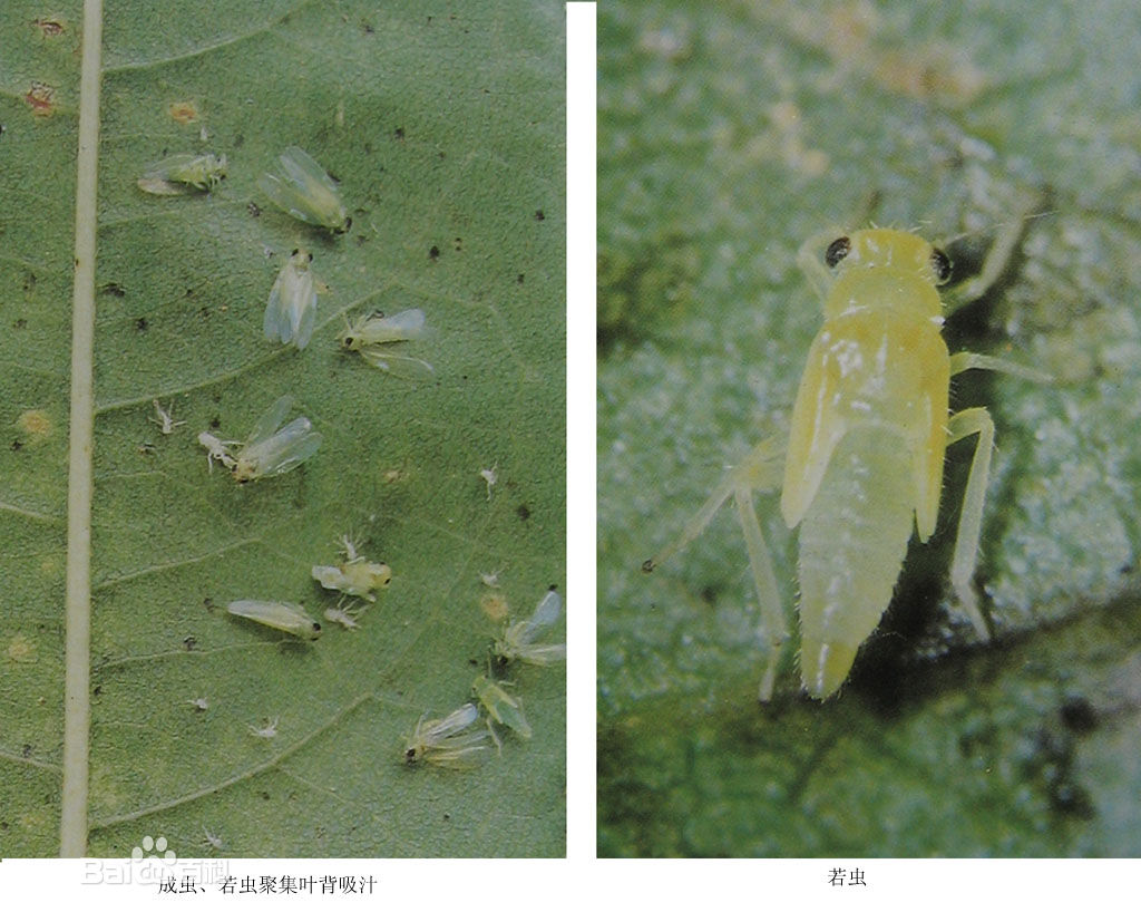 棉花小綠葉蟬