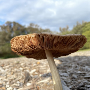 黏蓋草菇 黏蓋草菇