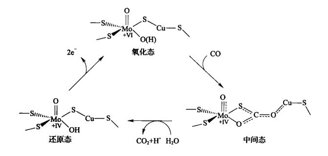 圖2 Mo—CODH的催化機理