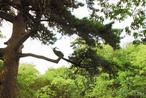 落鳳樹 落鳳樹