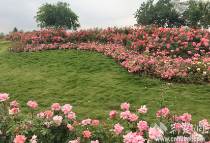 木蘭玫瑰園景區七彩坡一角