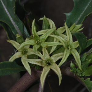 Jaborosa kurtzii