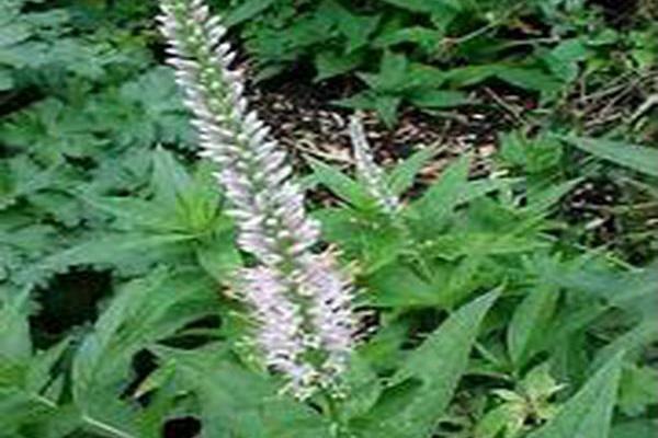 Veronicastrum virginicum \x27Album\x27 Veronicastrum virginicum \x27Album\x27
